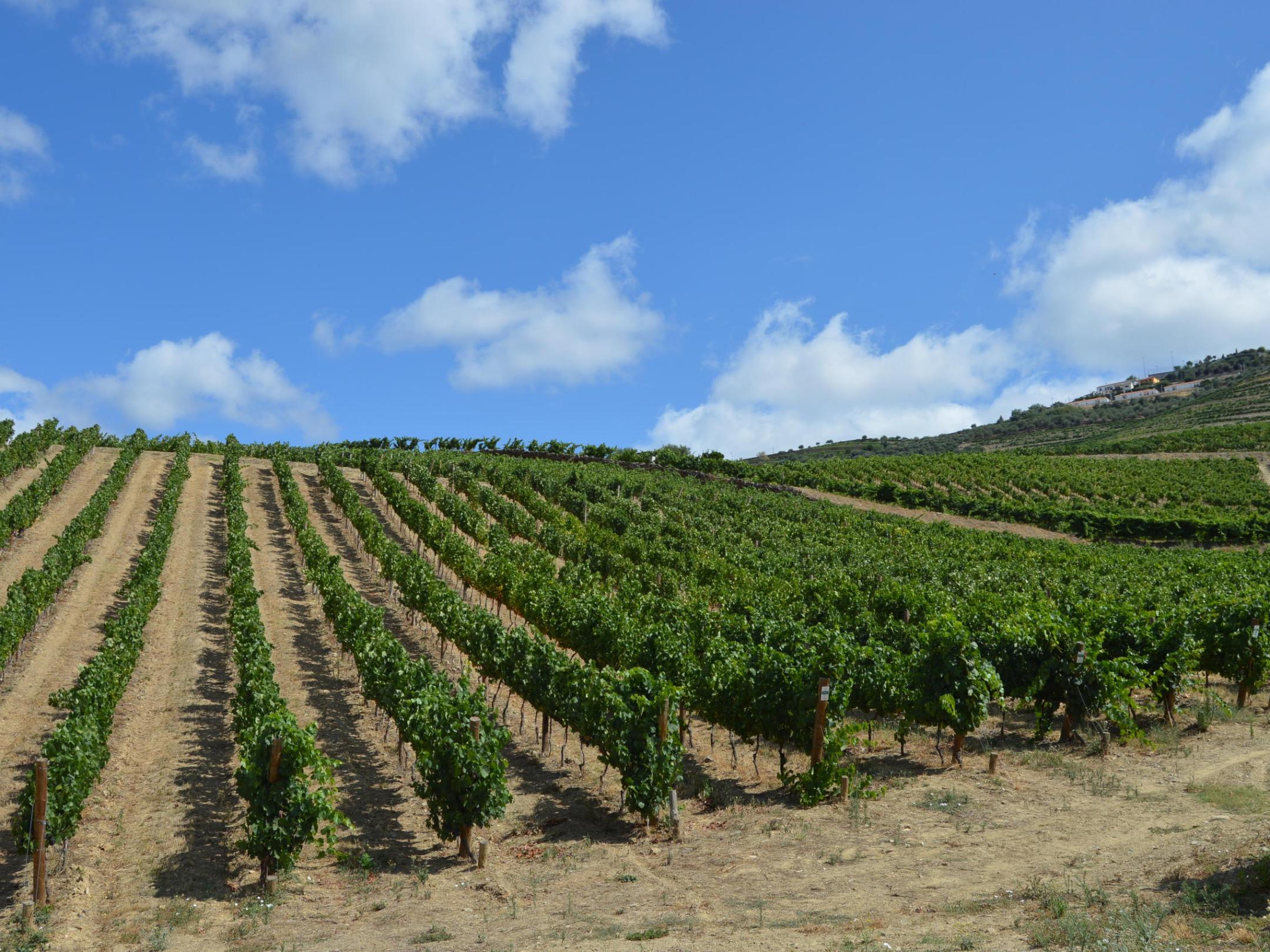 A beautiful expanse of green plants in the Douro landscape, showcasing the vibrant scenery during a delightful hike.
