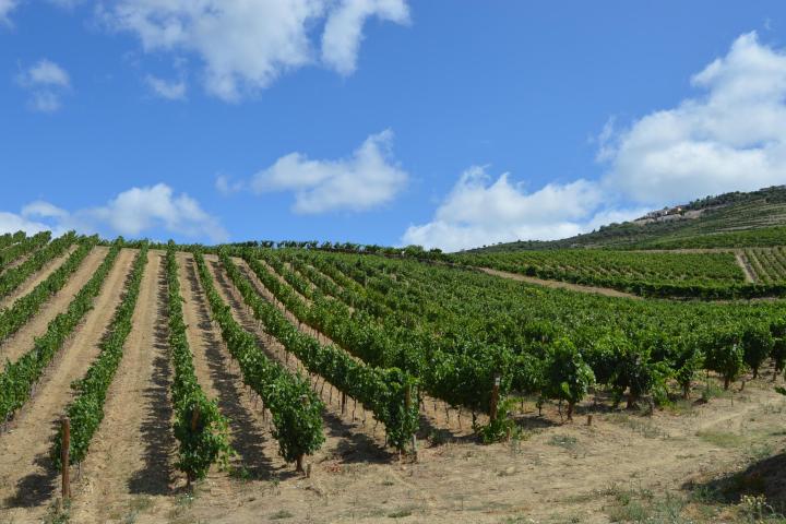 A beautiful expanse of green plants in the Douro landscape, showcasing the vibrant scenery during a delightful hike.