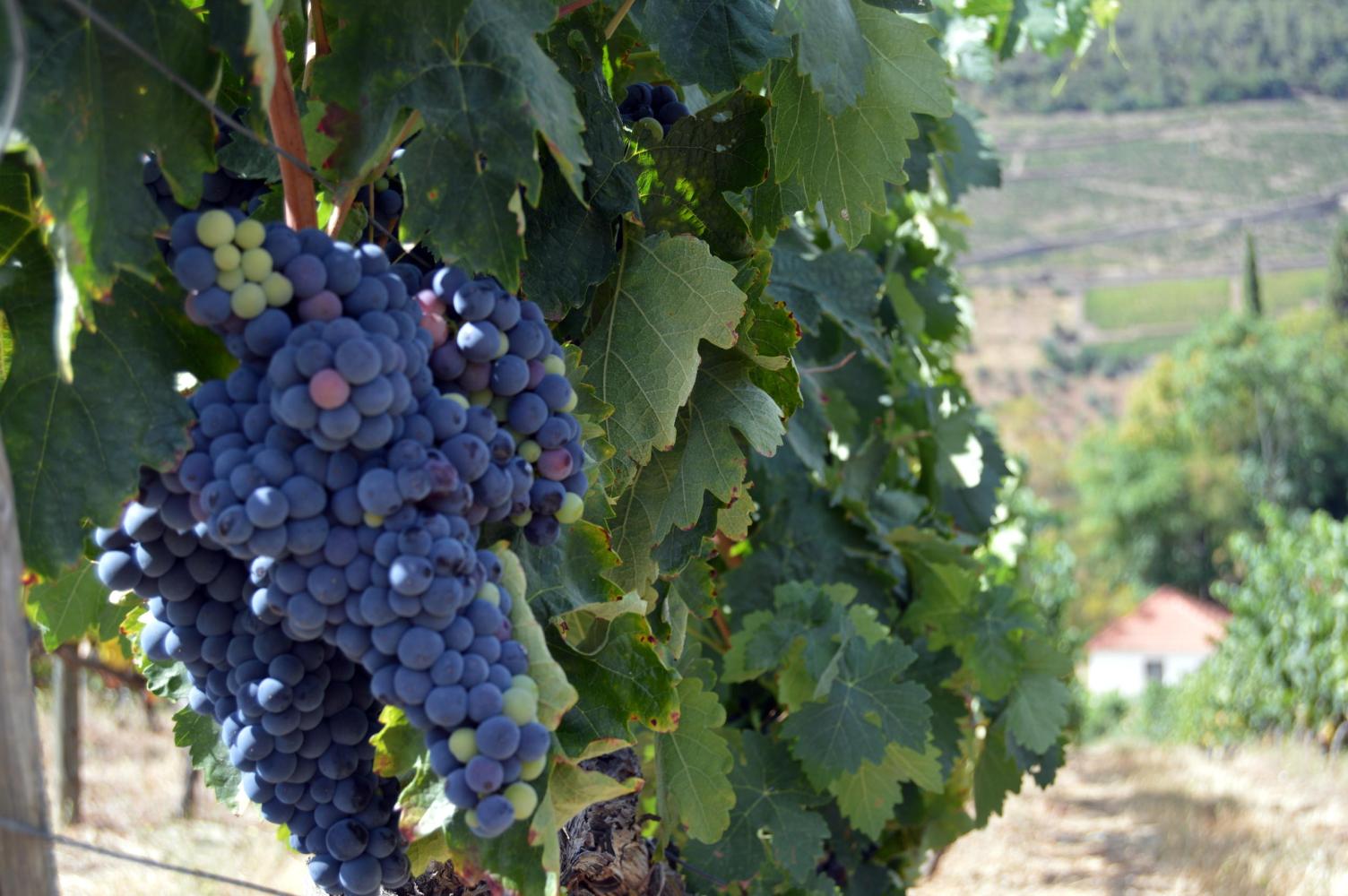 A beautiful cluster of grapes dangling from the vine in a Douro Valley vineyard, showcasing the region's winemaking charm.