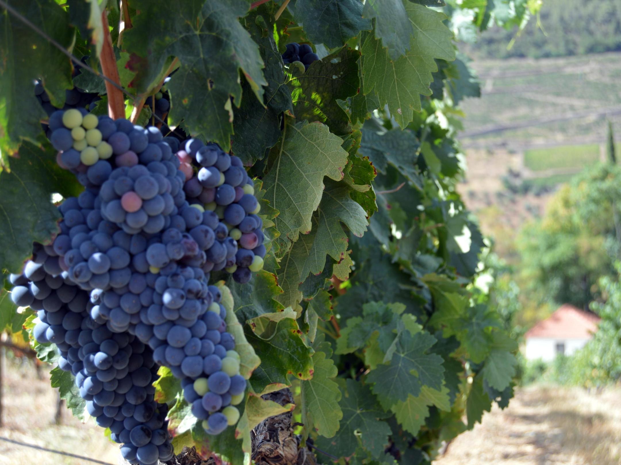 A beautiful cluster of grapes dangling from the vine in a Douro Valley vineyard, showcasing the region's winemaking charm.