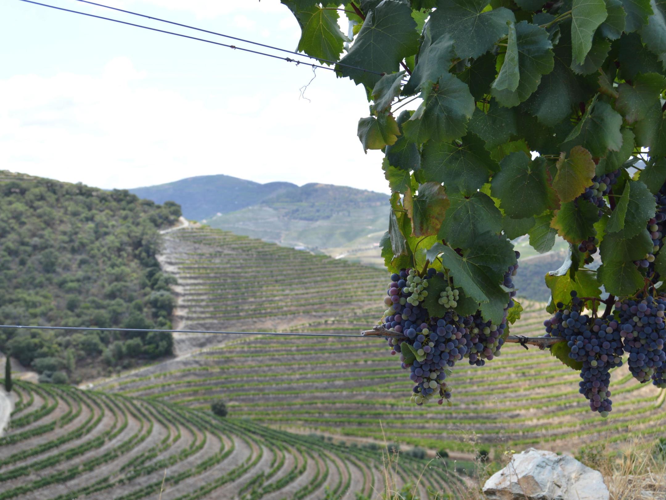 Lush grapes hanging on the vine in a picturesque vineyard in the Douro Valley, ready for harvest at the winery.