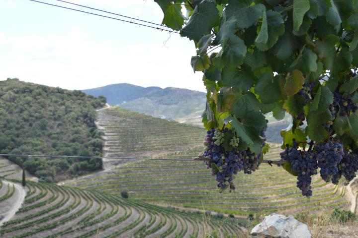 Lush grapes hanging on the vine in a picturesque vineyard in the Douro Valley, ready for harvest at the winery.