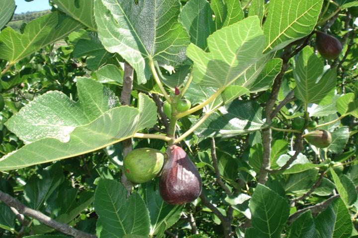 A fig tree with lush green leaves stands in the Douro Valley, surrounded by rolling hills and terraced vineyards.