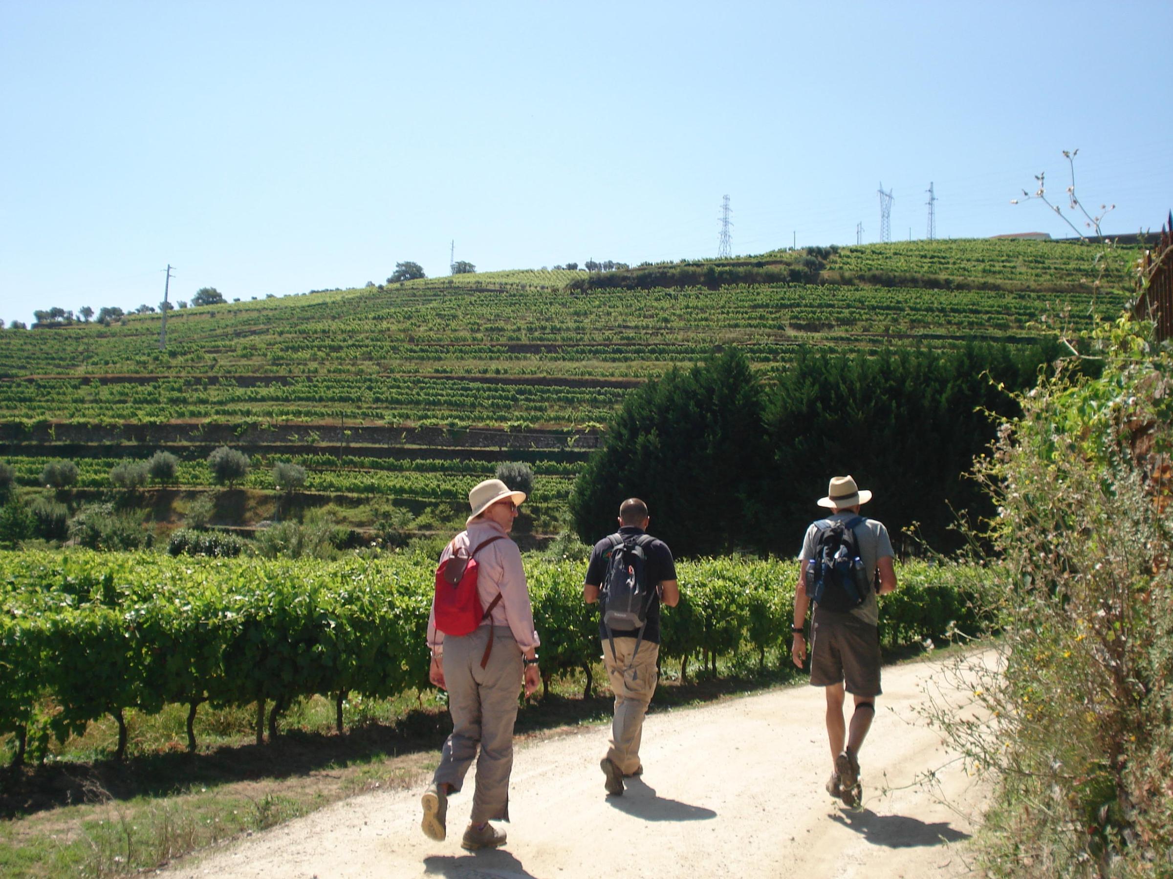 A small group hikes through lush vineyards with the Douro landscape stretching out behind them, showcasing rolling hills and green foliage.