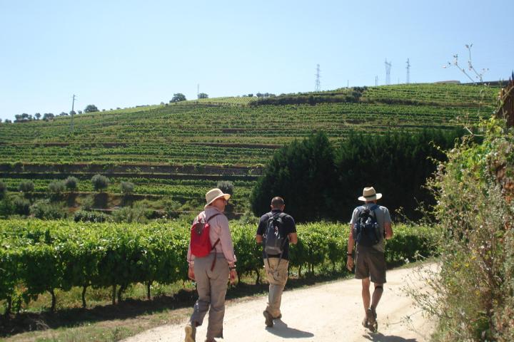 A small group hikes through lush vineyards with the Douro landscape stretching out behind them, showcasing rolling hills and green foliage.