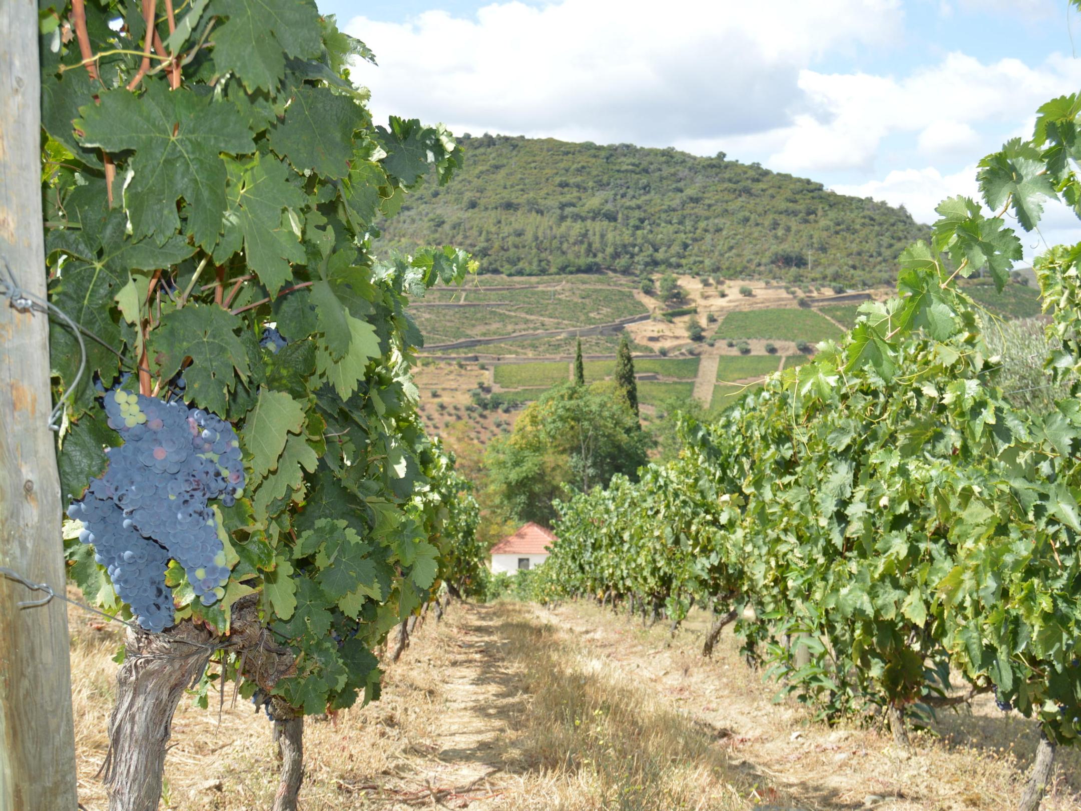 A vast field of lush green plants stretches across the Douro landscape, inviting hikers to explore its beauty.