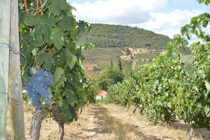 A vast field of lush green plants stretches across the Douro landscape, inviting hikers to explore its beauty.
