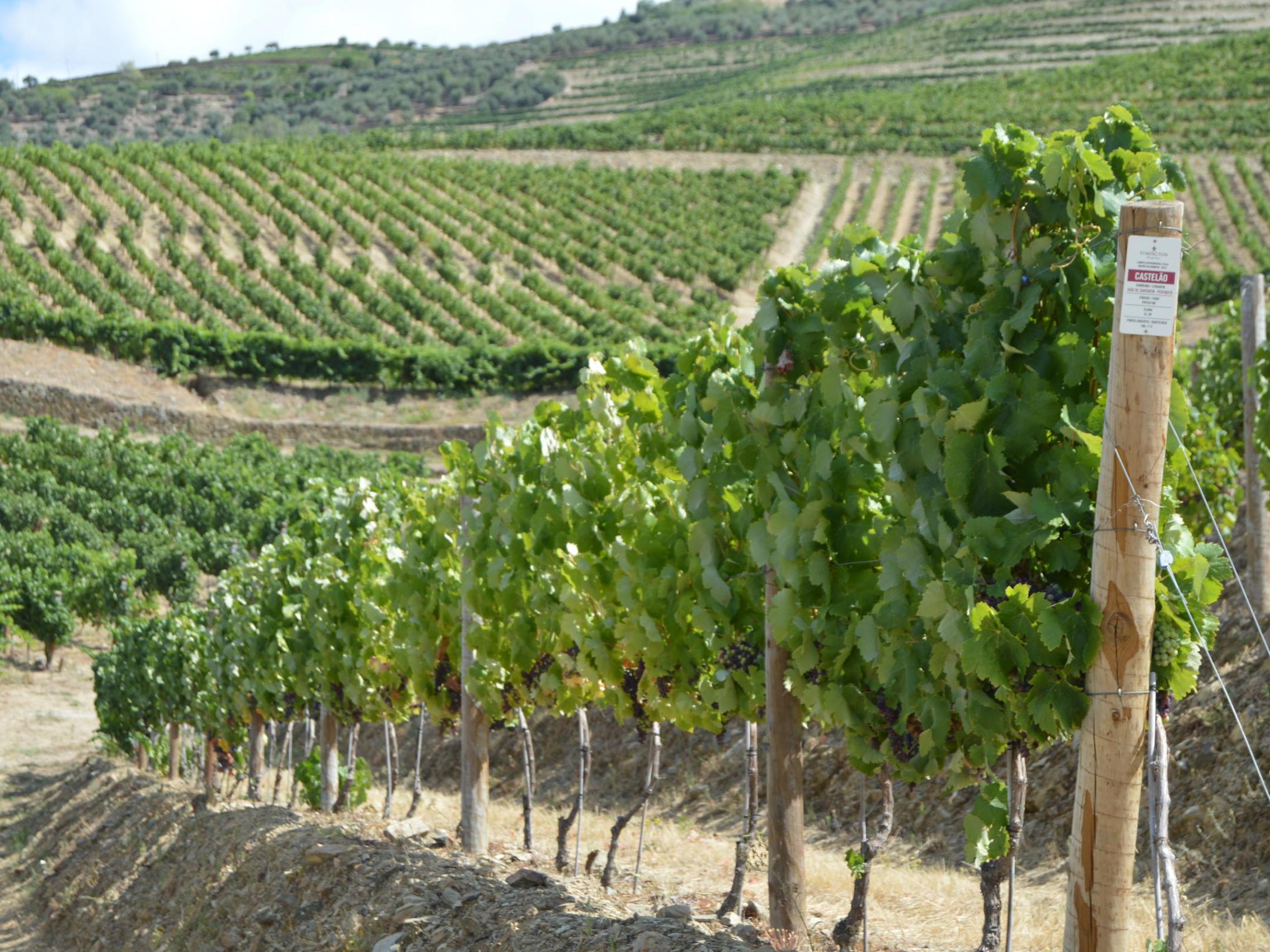 A scenic view of a large green plant field in the Douro region, perfect for hikers enjoying nature's tranquility.