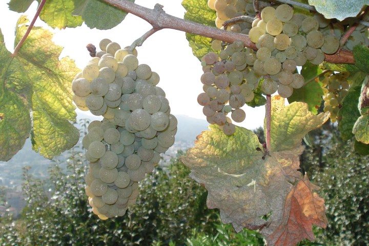 Grapevines stretching across rolling hills in the Douro Valley, with lush green leaves and ripe clusters of grapes ready for harvest.