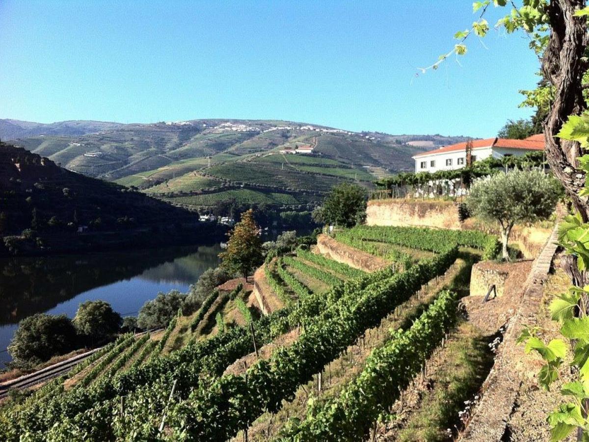 Scenic view of the Douro Valley featuring a winding river and charming houses nestled among lush greenery.