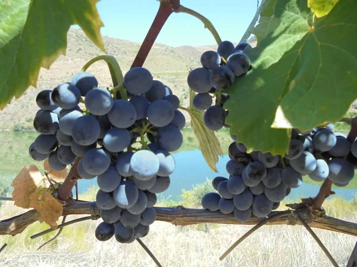 Grapevines stretch across the terraced slopes of the Douro Valley, lush with ripe grapes under a clear blue sky.