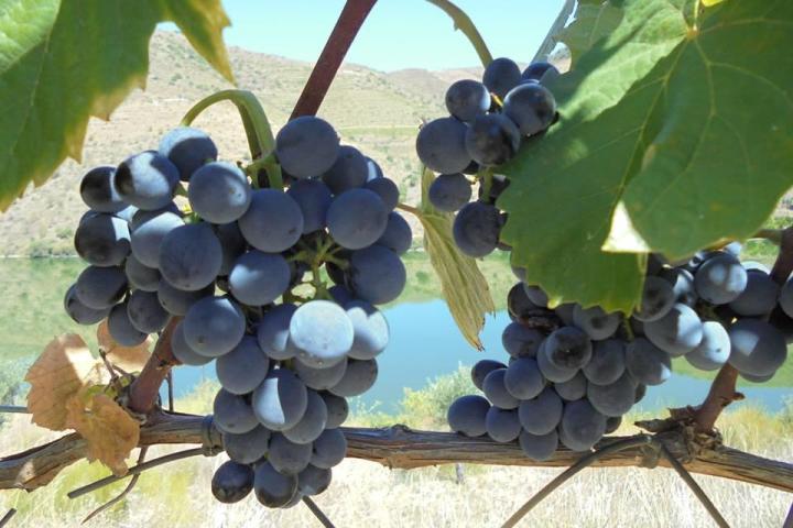 Grapevines stretch across the terraced slopes of the Douro Valley, lush with ripe grapes under a clear blue sky.