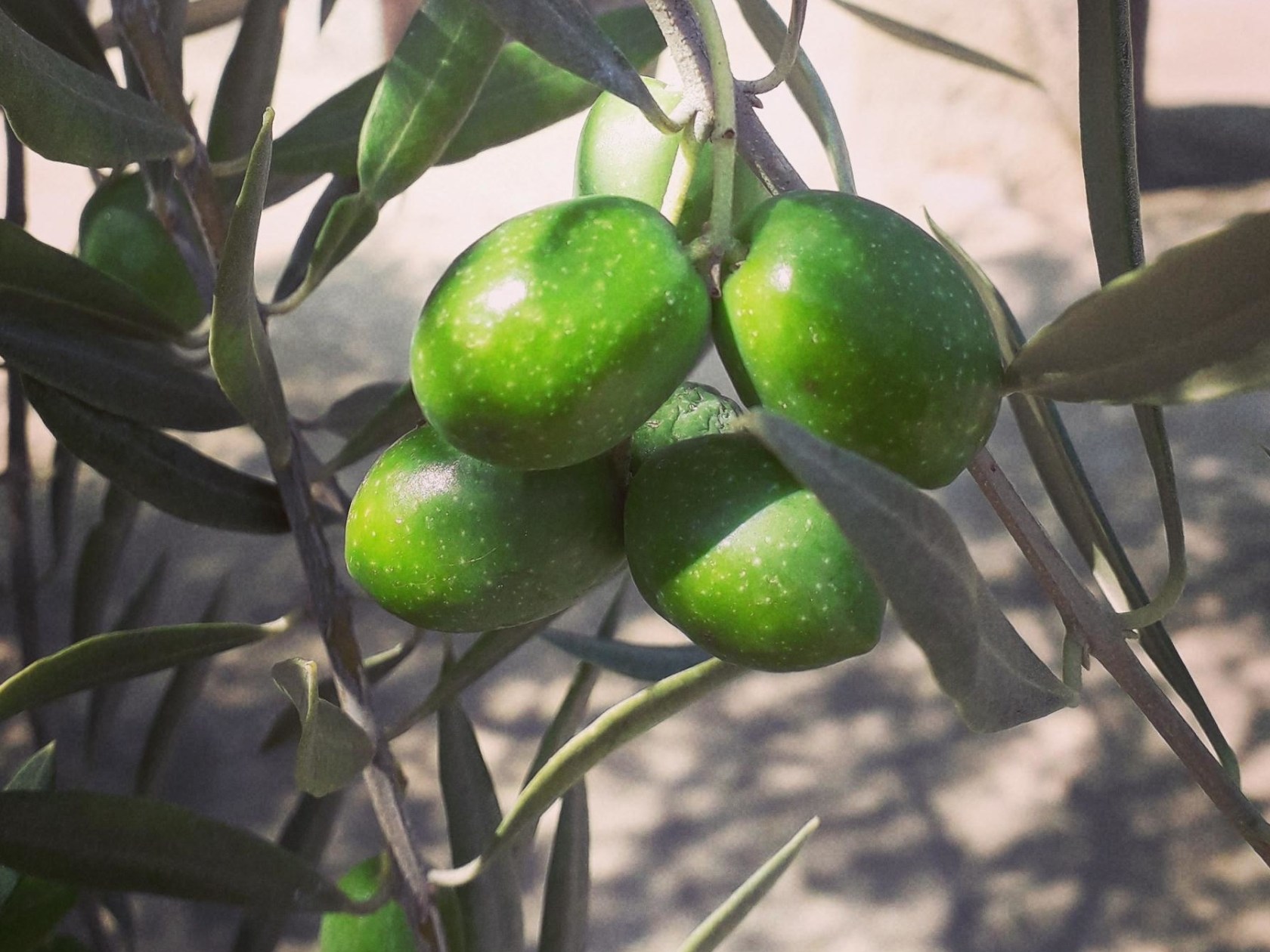 A close-up of an olive tree branch with ripe green olives and a few leaves.