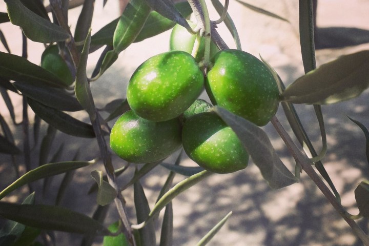 A close-up of an olive tree branch with ripe green olives and a few leaves.