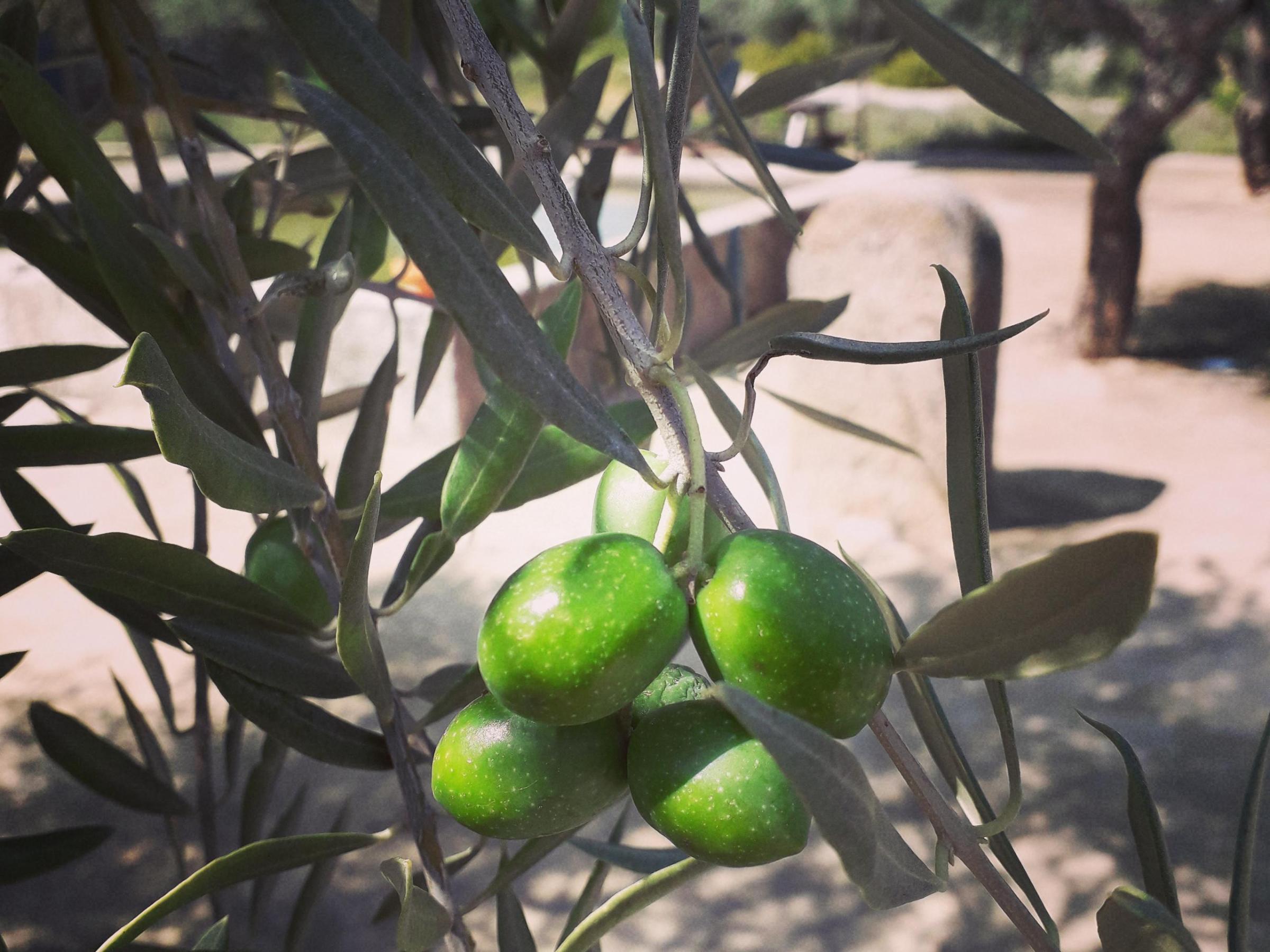 An olive tree stands prominently in the Douro Valley, its gnarled branches set against a backdrop of terraced vineyards and rolling hills.
