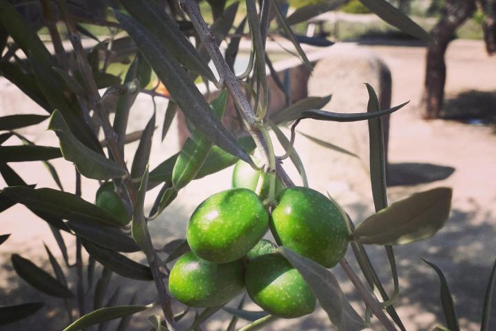 An olive tree stands prominently in the Douro Valley, its gnarled branches set against a backdrop of terraced vineyards and rolling hills.