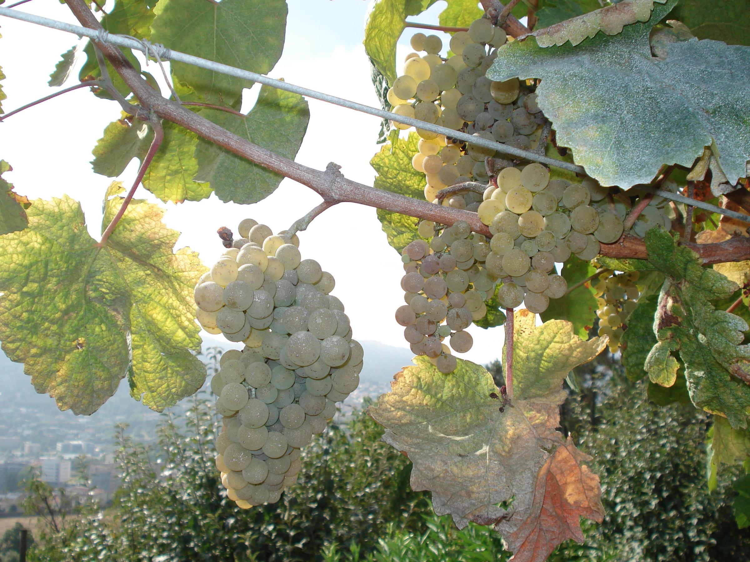 biologic grape in the Douro Valley