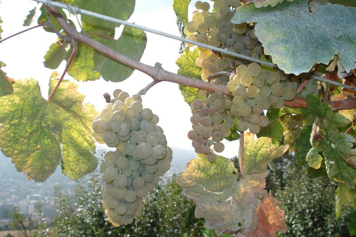biologic grape in the Douro Valley