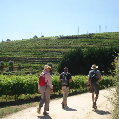 A group of hikers strolls along a scenic road in the picturesque Douro Valley, surrounded by lush landscapes.