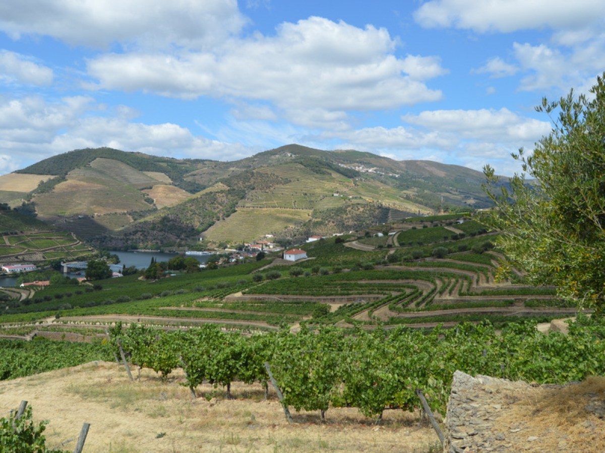 a field with a mountain in the douro valley