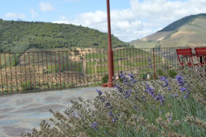 lavender in the douro valley