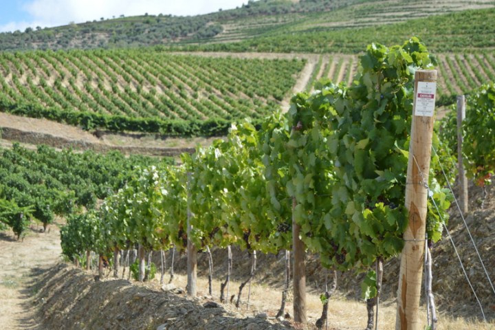 vineyard layout in the douro