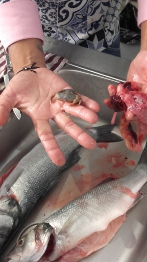 cleaning fresh seabass