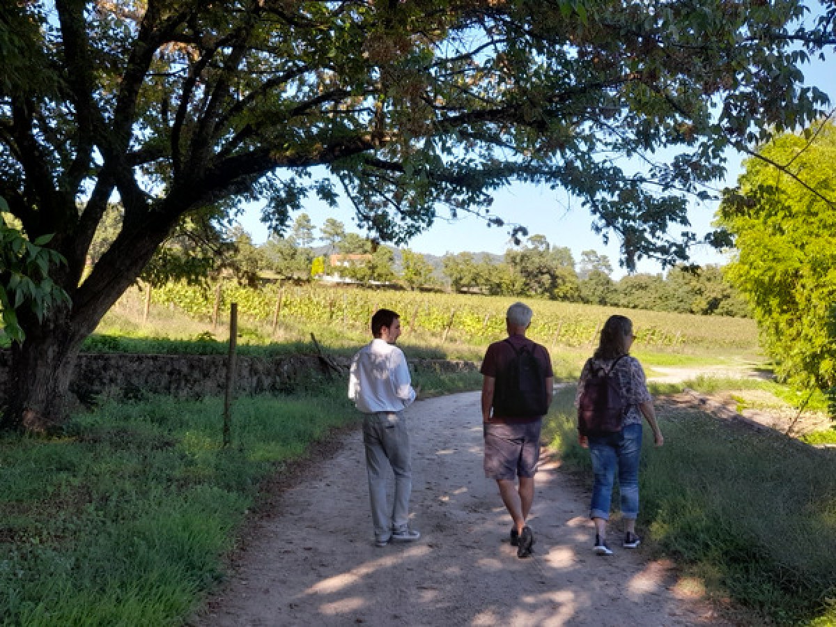 A trio enjoys a leisurely walk on a picturesque path next to a tree while exploring a winery in Portugal.