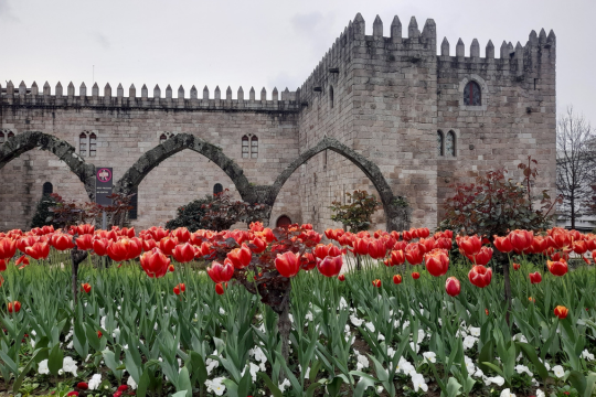 A vibrant garden of red tulips blooms in front of a majestic castle, showcasing the beauty of Braga Tours.