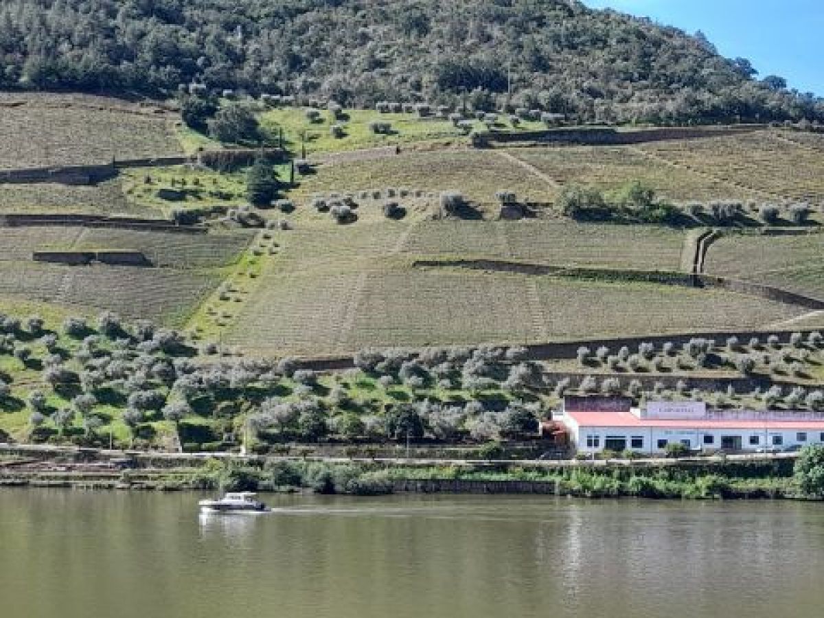 Overhead view of a vibrant vineyard next to the Douro River, showcasing a boat enjoying the picturesque scenery in Portugal.