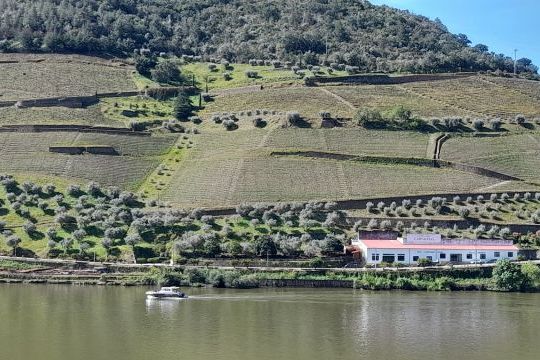 Overhead view of a vibrant vineyard next to the Douro River, showcasing a boat enjoying the picturesque scenery in Portugal.