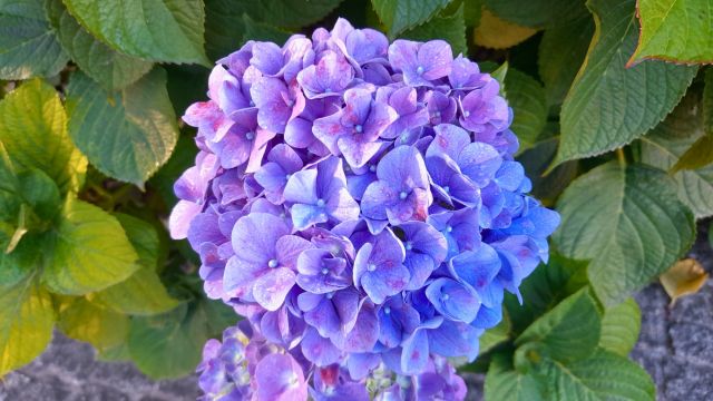 Scenic tour in the Azores with vibrant hydrangeas lining the island's paths, offering stunning natural beauty.