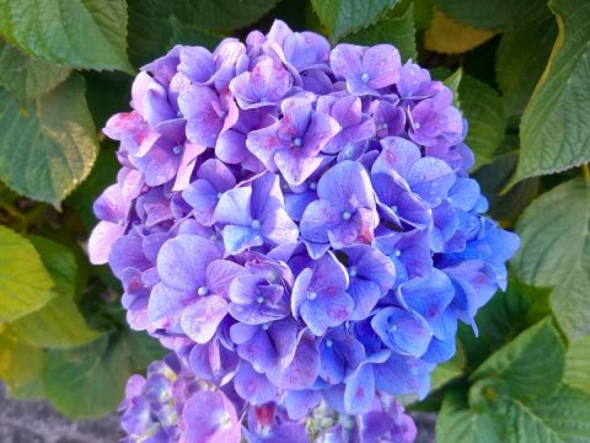 Scenic tour in the Azores with vibrant hydrangeas lining the island's paths, offering stunning natural beauty.