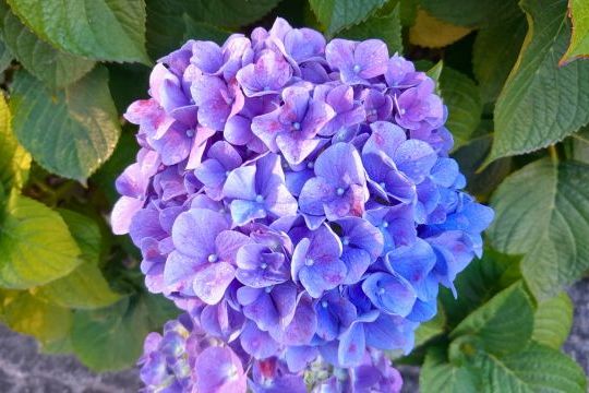Scenic tour in the Azores with vibrant hydrangeas lining the island's paths, offering stunning natural beauty.