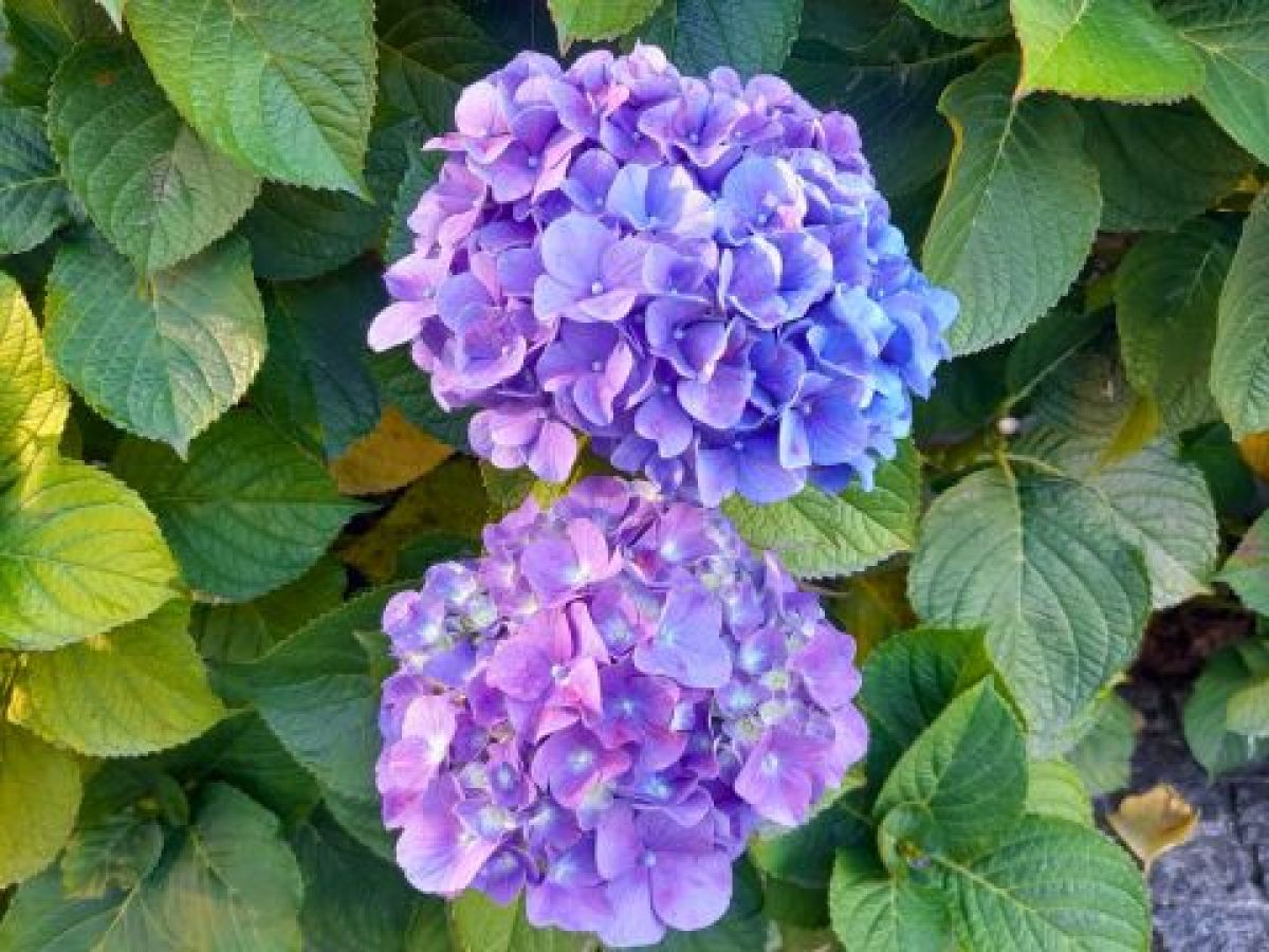 Vibrant hydrangeas in full bloom lining a scenic road on the lush Azores Islands during a guided tour.