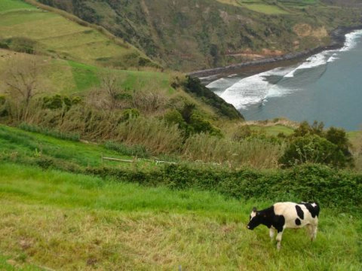 A stunning view of cows in the Azores, perfect for small group tours exploring nature's unique landscapes.