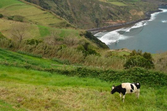 A stunning view of cows in the Azores, perfect for small group tours exploring nature's unique landscapes.