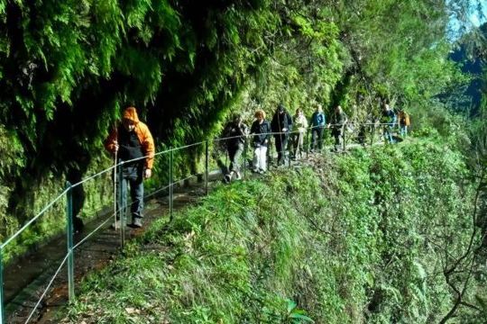 Group of explorers navigating the enchanting Levada trails in Madeira, with lush vegetation and stunning views all around.
