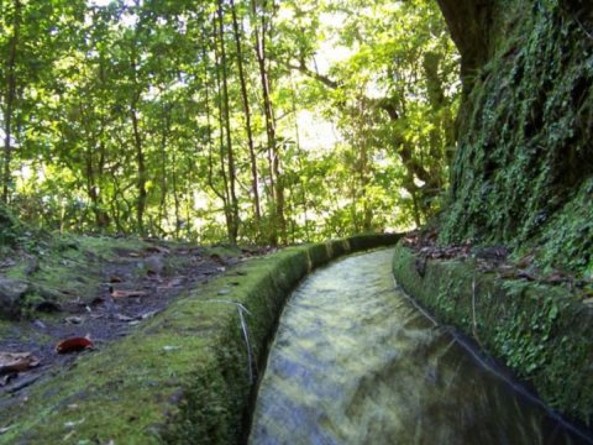 A picturesque trail along the Levada Walk in Funchal, Madeira, surrounded by vibrant flora and stunning mountain vistas.