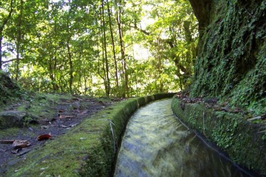 A picturesque trail along the Levada Walk in Funchal, Madeira, surrounded by vibrant flora and stunning mountain vistas.