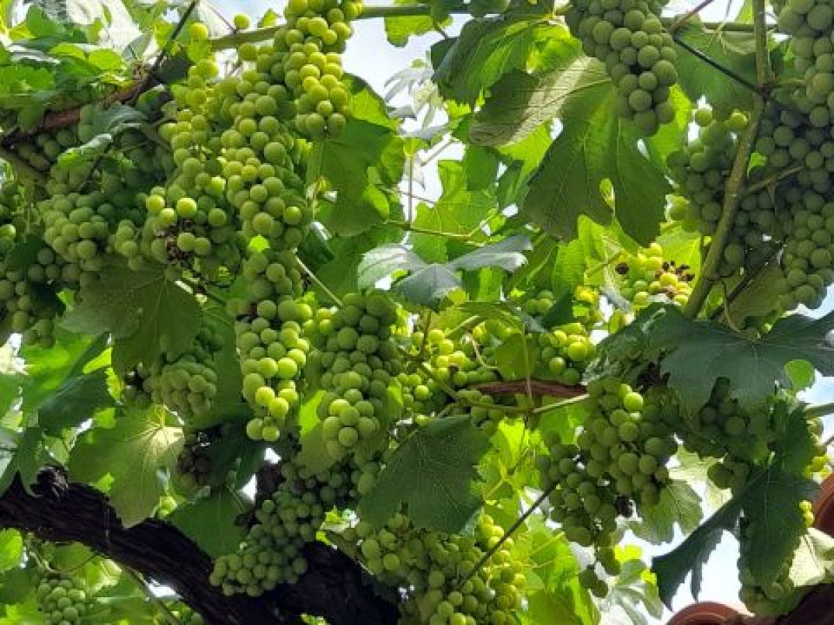 Fresh grapes hanging from a vine, highlighting the charm of a hidden food tour in Portugal's scenic winery region.