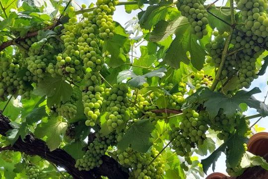 Fresh grapes hanging from a vine, highlighting the charm of a hidden food tour in Portugal's scenic winery region.