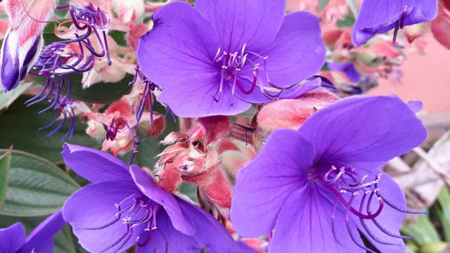 A beautiful plant displaying purple flowers and green foliage, captured in the Tours Tropical Garden, Funchal, Madeira