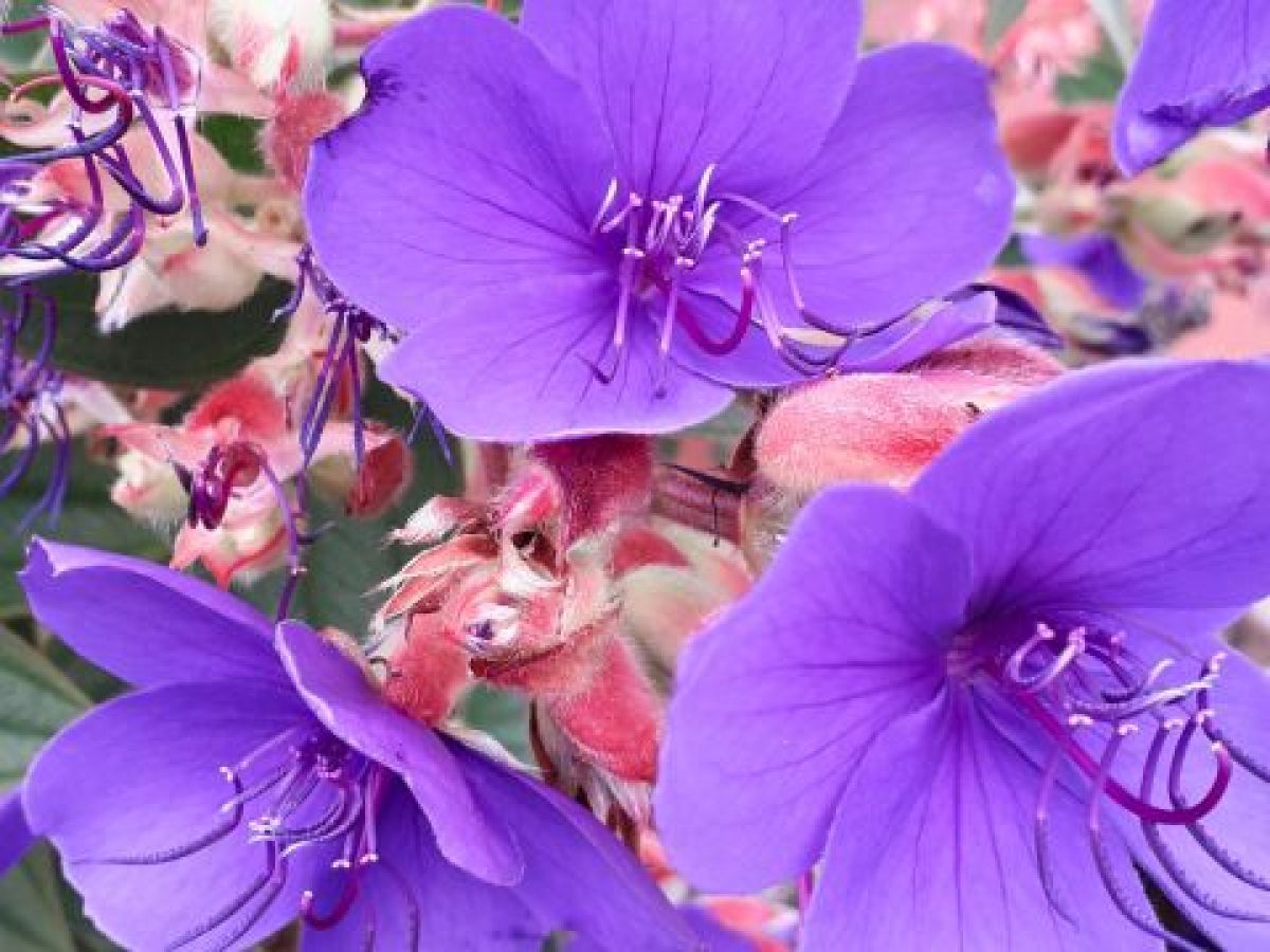 A beautiful plant displaying purple flowers and green foliage, captured in the Tours Tropical Garden, Funchal, Madeira