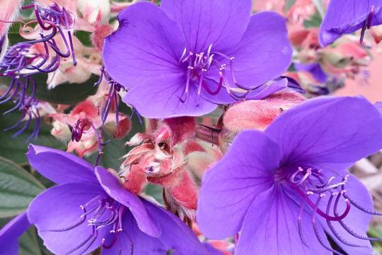 A beautiful plant displaying purple flowers and green foliage, captured in the Tours Tropical Garden, Funchal, Madeira