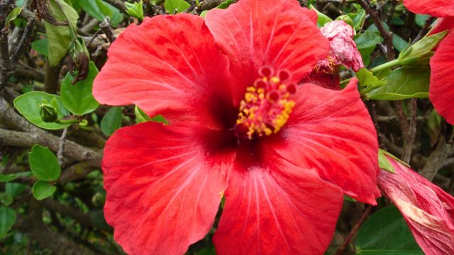 Tropical Tours Garden Madeira