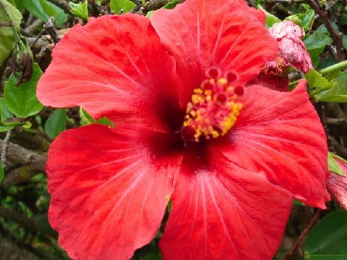 A stunning red flower with a bright yellow center, flourishing in the Tropical Tours Garden Madeira.