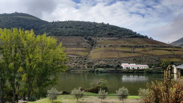 A stunning winter landscape featuring vineyards beside the Douro River, highlighting the harmony of nature in a peaceful setting.