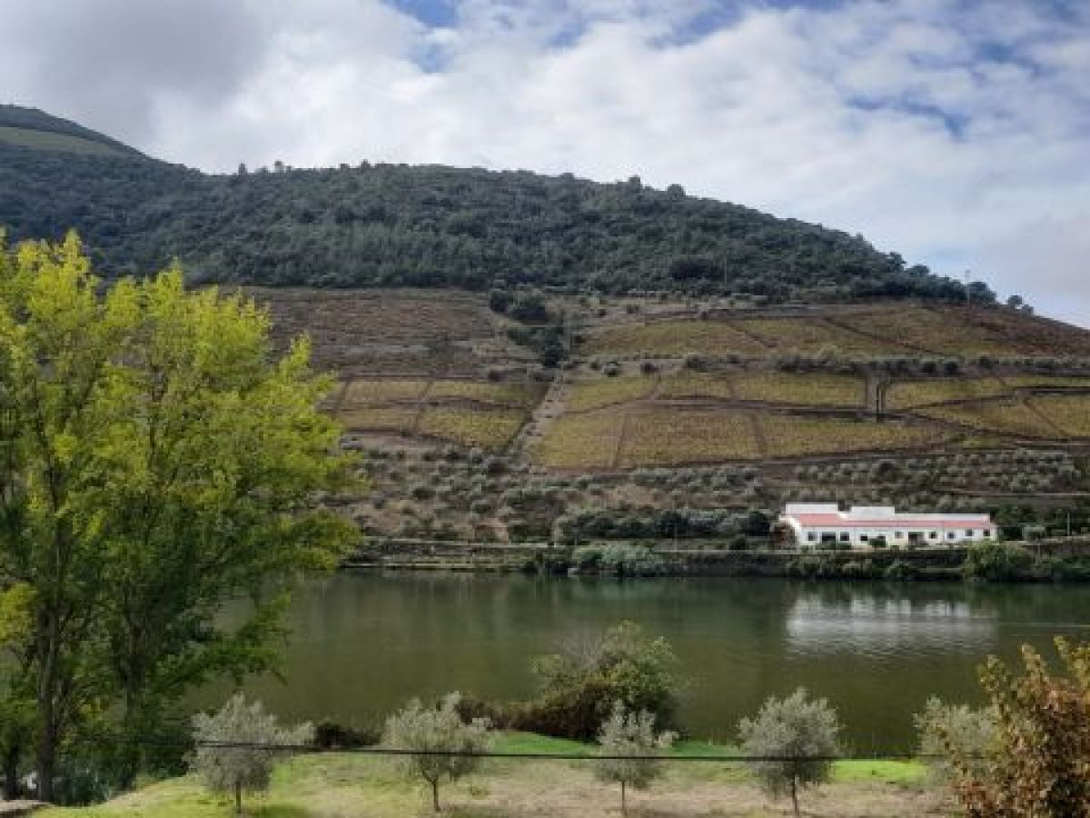 A stunning winter landscape featuring vineyards beside the Douro River, highlighting the harmony of nature in a peaceful setting.