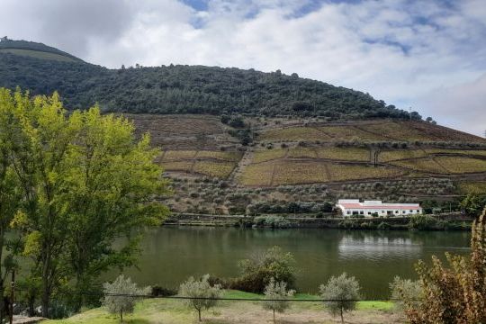 A stunning winter landscape featuring vineyards beside the Douro River, highlighting the harmony of nature in a peaceful setting.